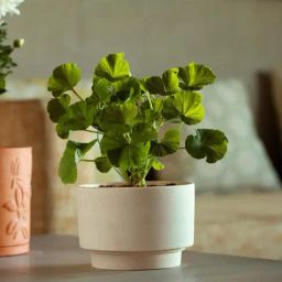 ellementry Ort Egg Shell Ceramic Planter - Set of 1-image-37