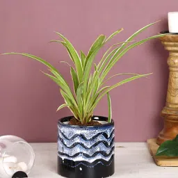 Aapno Rajasthan Blue Cylindrical Ceramic Planter-image-17