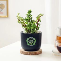 Let Love Grow Jade Plant With Planter-image-74