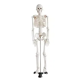 WKM White Color PVC Articulated Human Skeleton Model for Educational Purpose, Relist_KT179CB-1