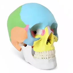 A-ONE SCIENCE Life Size Multicolor PVC Adult Skull AOSBM10-picture-25
