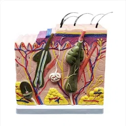 A-ONE SCIENCE Multicolor PVC Skin Model Enlarged AOSBM90-image-77