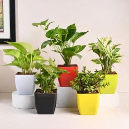 White Pothos, Jade, Money, N Syngonium Plant Set-image-47