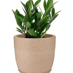 GARDEN'S NEED Jaguar Cool Brown Round Shape Flower Pot With Tray-25