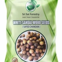 White Sandalwood, Indian Sandal Wood, Chandan seeds, For Plant Nursery Seed-image-34