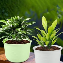 Kuber Industries 2Pcs White & Green Textured Planters With Plate-46