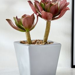 Home Centre Red 1 Pieces Artificial Plant With Pot-image-86