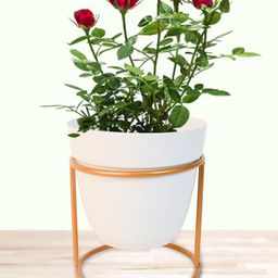 Nymph White Flower Planters With Stand-image-10
