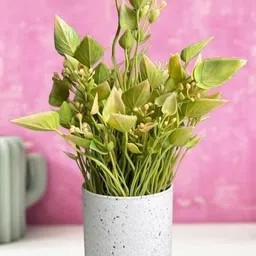 De Gardenia Decorative Small Tabletop Artificial Plant With Pot-picture-5
