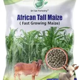 African Tall Maize Seeds, Makka Fodder for Cattle Seed-image-27