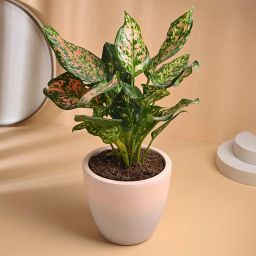 Pink Aglaonema In Terracotta Pot-image-28