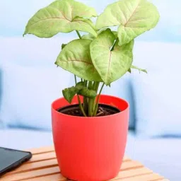 nurserylive Syngonium Cream Allusion, Syngonium Cream Natural Plant-picture-18