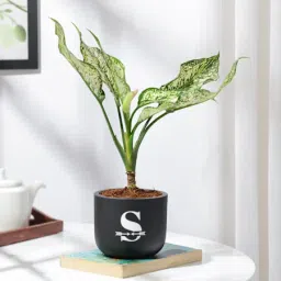 Personalized Midnight Clay Pot With Aglaonema Plant-image-53