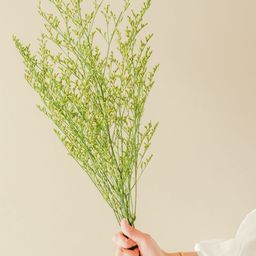 ArteCasa Green & Yellow Limonium Dried flower-23
