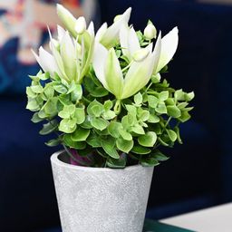 MARKET99 White 2 Pieces Tulip Artificial Flower With Pot-56