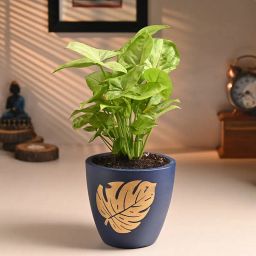 Syngonium Plant In Golden Leaf Terracotta Pot-image-22