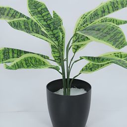 Home Bloom Green & Black Artificial Snake Plant With Pot image 3