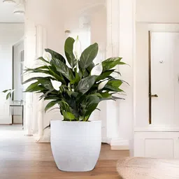 Go Hooked White & Green Pluto-Shaped Durable Planter image 3
