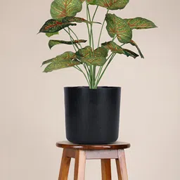 FOLIYAJ Green & Black Caladium Artificial Plant With Pot & Stones-2