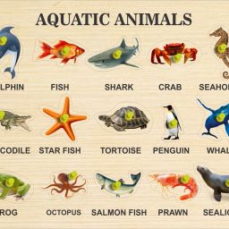 Wooden Aquatic Animals Puzzle Games & Learning Educational Board for Kids-image-41
