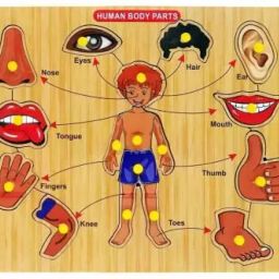 Body Parts wooden Jigsaw Preschool & Playgroup Educational Puzzle Learning Toys-13