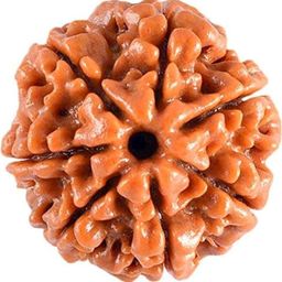 Gems Guru 7 Mukhi Brown Rudraksh Pendants-14