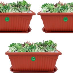 Rectangle Royal Planter Pots With Tray No-2(Medium) Terracotta Color (Pack of 3) Plant Container Set-image-41