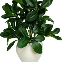 Rubber Plant in White Apple Pot for Home and Office Decor Plants for Decoration Artificial Plant with Pot-image-1