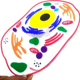 the labworld Animal Cell for Demonstration Science Biology Model for Teaching and Learning image 2