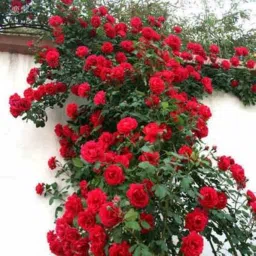imported beautifull red climbing rose flower plant( 120 Seeds) Seed-picture-18