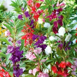 ™ hybrid mix dopati flower seeds,high germination Seed-image-0