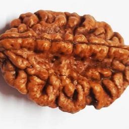 BluDiamond Do Mukhi Rudraksha Original Certified Natural 2 Mukhi Rudraksha Pendent 2 मुखी रुद्राक्ष Brown 2 Faced Rudraksha Bead Two Mukhi Rudraksha Blessed Ardhnarishwara For Locket image 3