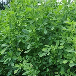 1kg barsim seeds Malti cutting animal grass seeds more milk and soft green grass Seed-image-67