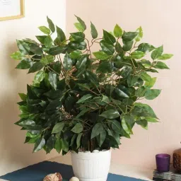 fourwalls Plastic White Decorative Ficus Without Pot Set Of 12 Artificial Plants-picture-29