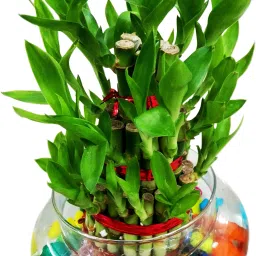 Lucky Bamboo Plant-23