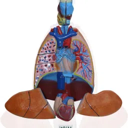Human Respiratory System with Heart Life Size Model Includes 7 Removable Parts-image-79