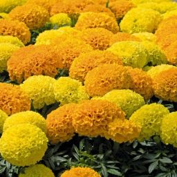 Marigold African Mix Seed-image-22