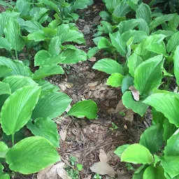 Kaempferia parviflora / Black Ginger / Thai ginseng / Krachai dum Plant Rhizomes For Growing - Pack of 6 Rhizomes Seed-image-79