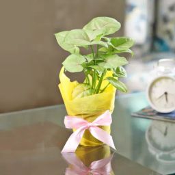 Breathe Free Syngonium White Plant-image-6