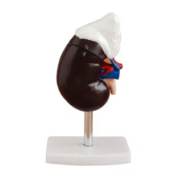 A-ONE SCIENCE Multicolor PVC Human Kidney Model With Adrenal Gland AOSBM94-image-36