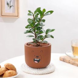 Ficus Compacta In Teddy Terracotta Pot-image-57