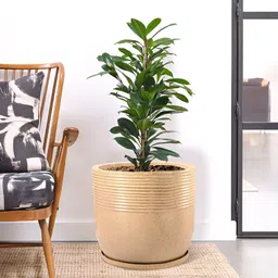 Myntra Elegant Homes Brown Textured Marble Unbreakable UV Protected Planter-34