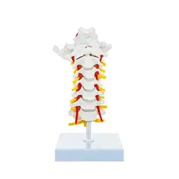 A-ONE SCIENCE Multicolor PVC Cervical Spine Model With Neat Artery And Occipital Bone AOSBM35-image-33