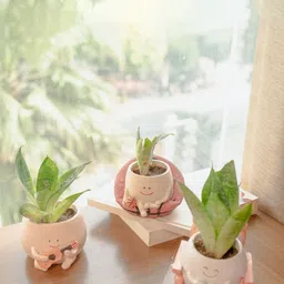Bouncy Beige Bloom Basket Planter-image-36