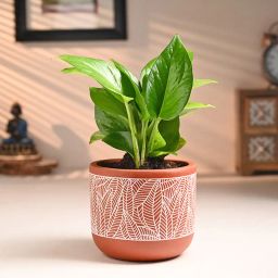 Money Plant In Stylish Terracotta Pot-image-7