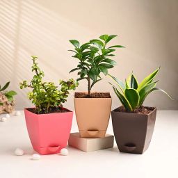 Jade, Milt Sansevieria & Ficus Dwarf Plants-image-33