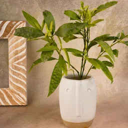 WEAVING HOMES White Ceramic Face Planter Pot-image-12