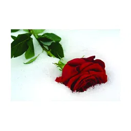 Inephos Red & Green Floral and Botanical Printed Canvas Wall Art-13