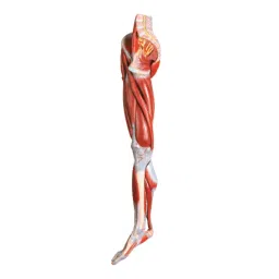 A-ONE SCIENCE Multicolor PVC Muscles Of Leg Model With Male Vessels And Nerves AOSBM60-image-47