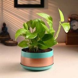 Money Plant In Trendy Metal Pot-image-35